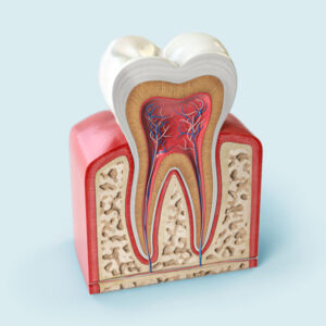 Anatomy of the tooth - Treatments for Teeth Sensitivity